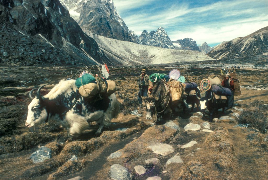 En route pour Lobuche (4910 m), nous croisons une caravane de yaks
