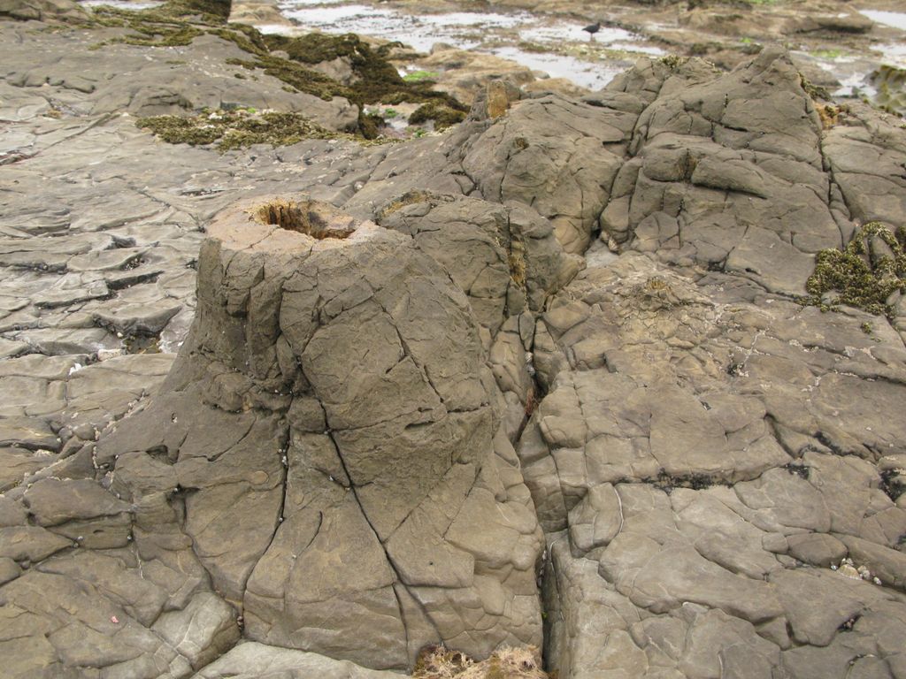 Tronc d'arbre pétrifié