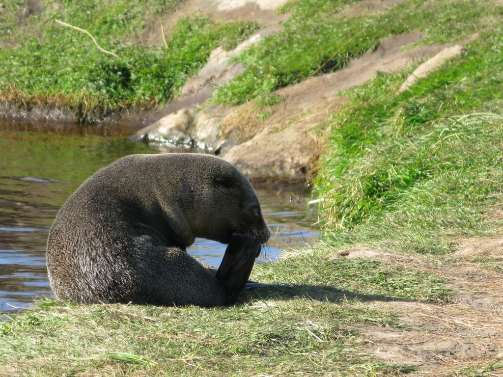 La colonie d'otaries