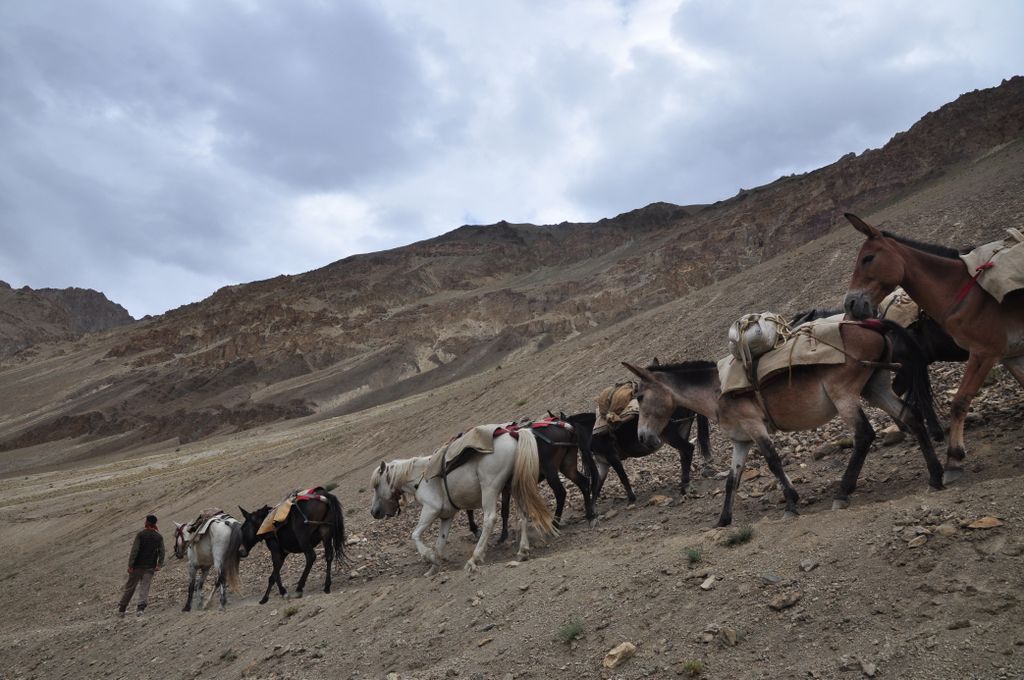 Les muletiers et leurs 15 mules et chevaux nous rejoignent pour le trek