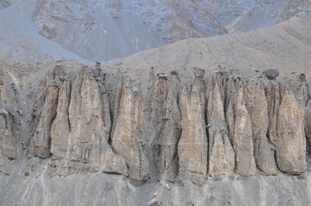 Nombreuses "demoiselles coiffées" le long de la Zanskar