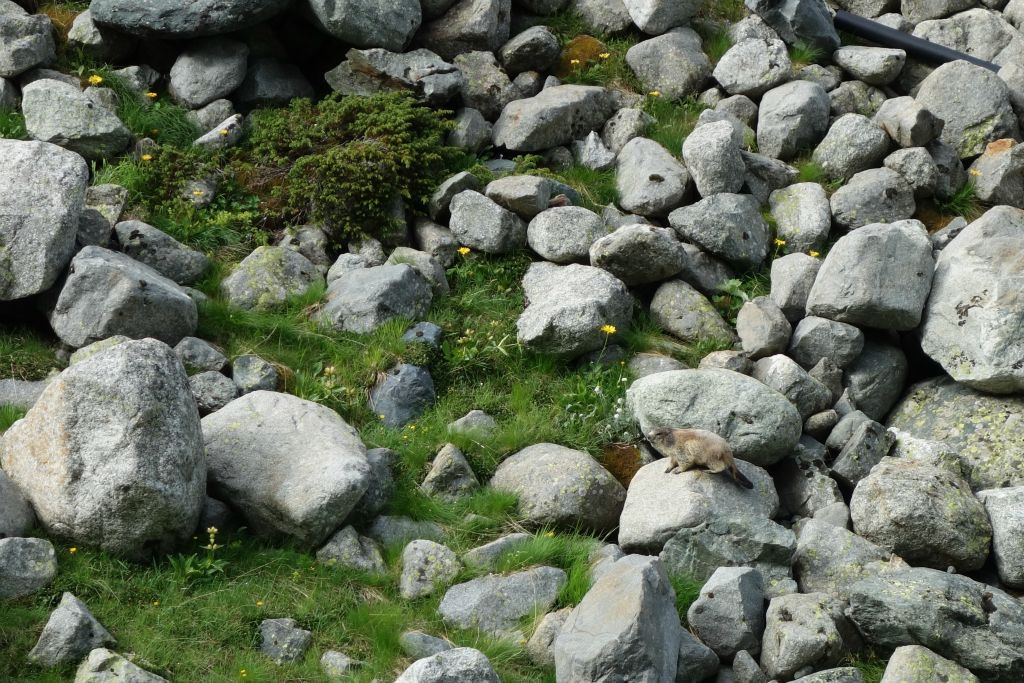 Paisible marmotte
