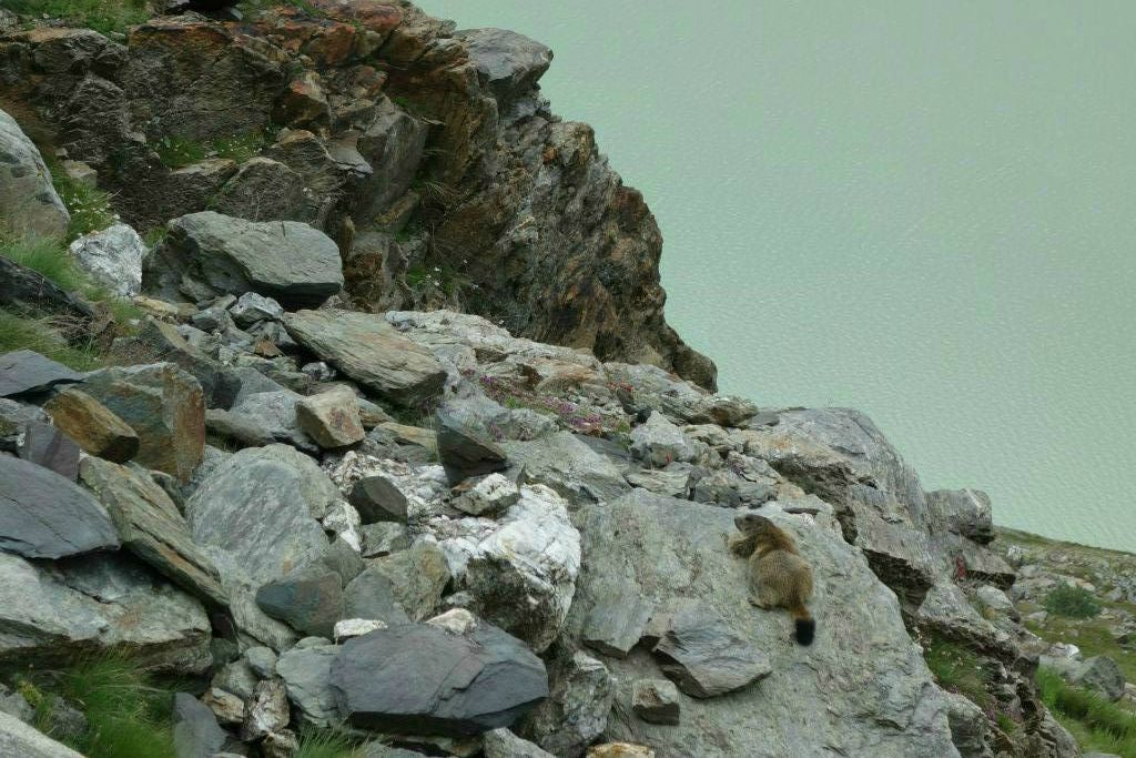 Une marmotte, telle un tapis, sur un rocher