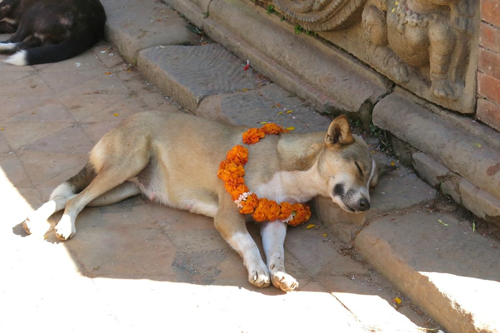 Pendant Diwali, il y a le jour de la fête des chiens !