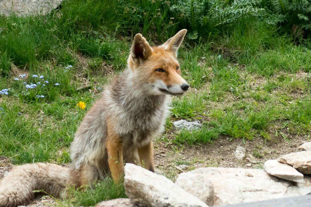 Un renard habitué à poser pour les touristes !