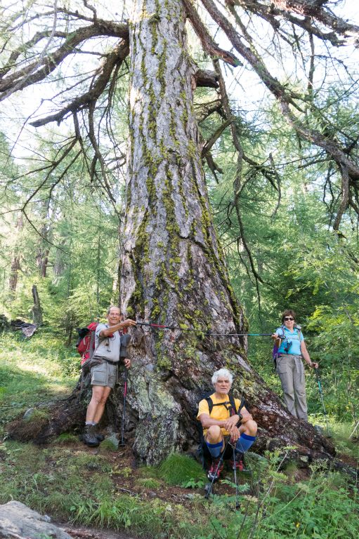 Un mélèze remarquable, comme ceux de la forêt au-dessus de Bien