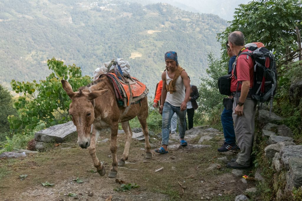 Les mules font le transport de marchandises de village à village