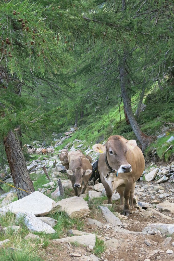 Heureusement que nous sommes partis tôt : de suite nous croisons un troupeau d'environ 80 bêtes qui monte à l'alpage.