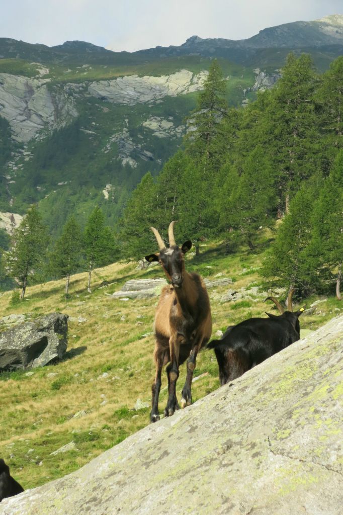 Au lieu-dit Corte Della Froda (1755m) , grande étable et bergerie