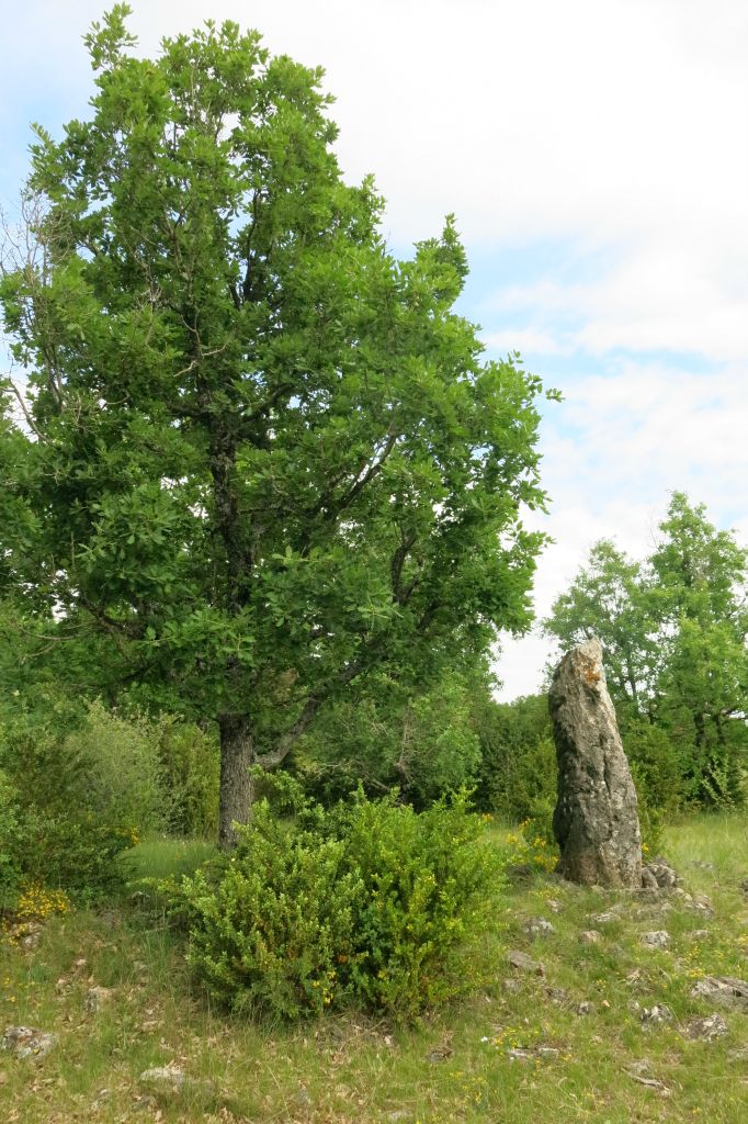 Et ici un menhir à la limite de l'Aveyron et du Gard 