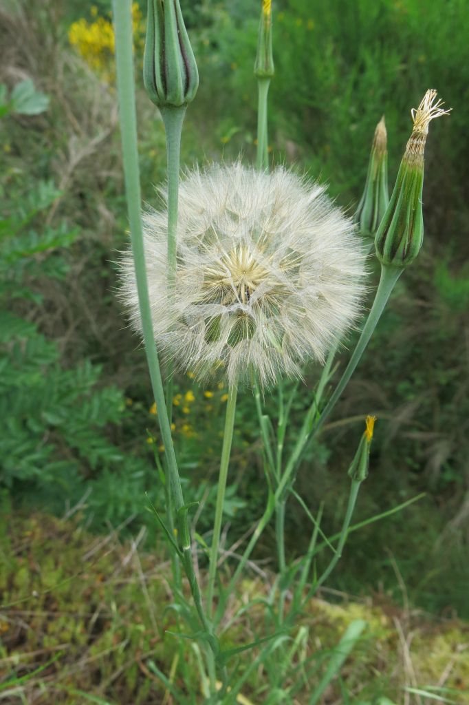 Fleur de salsifis sauvage