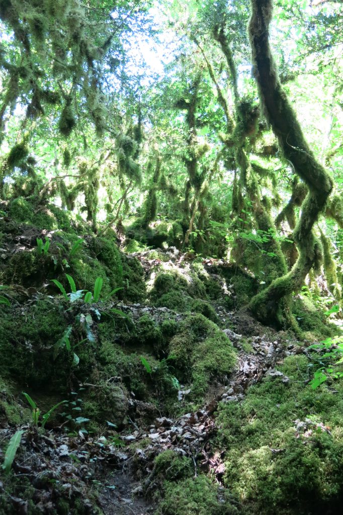 Une vraie forêt primaire