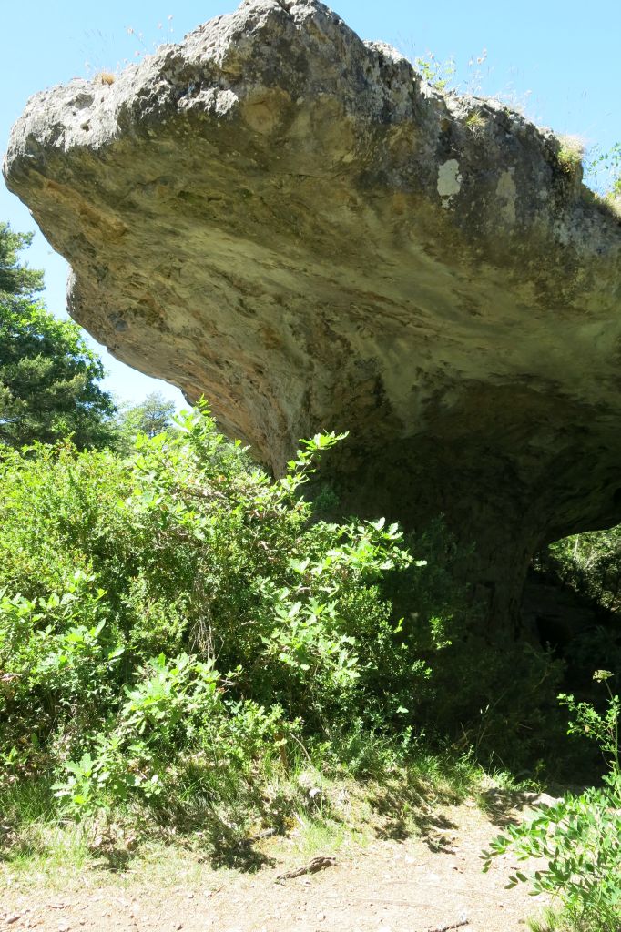 Le fameux Champignon préhistorique !