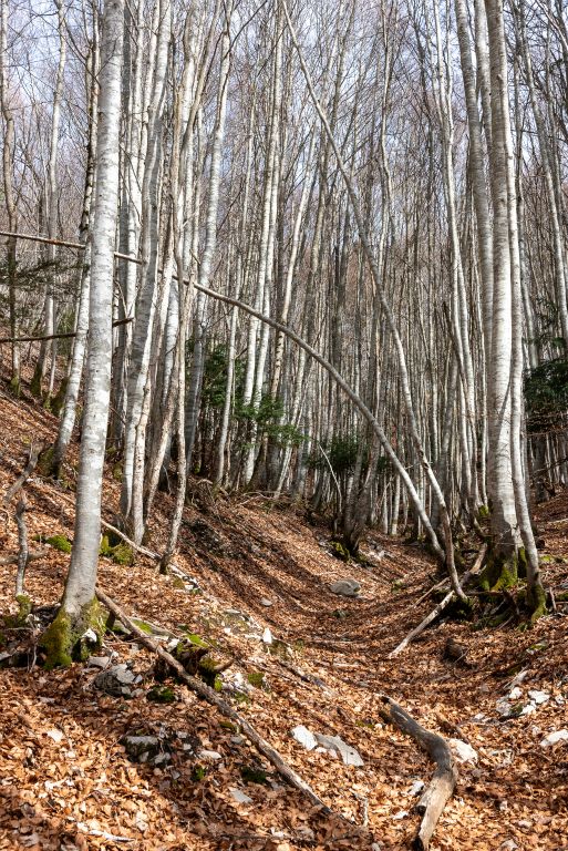 Forêt de hètres