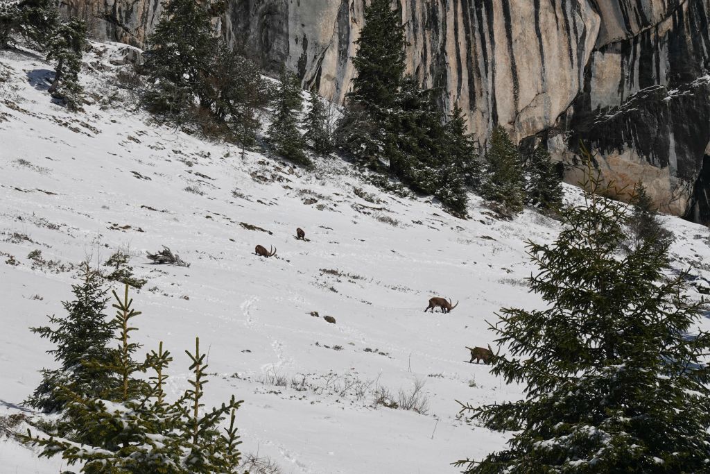 Nous voyons des bouquetins et un même un chamois qui s'approche d'eux.