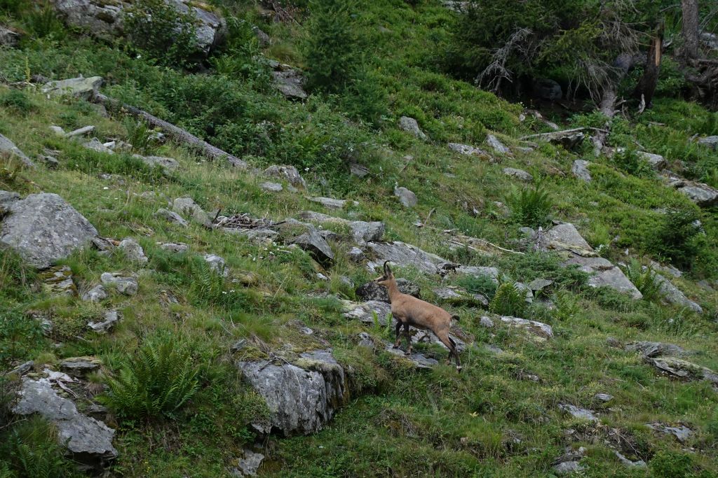 Les chamois descendent jusqu'à la rivière et côtoient les troupeaux !