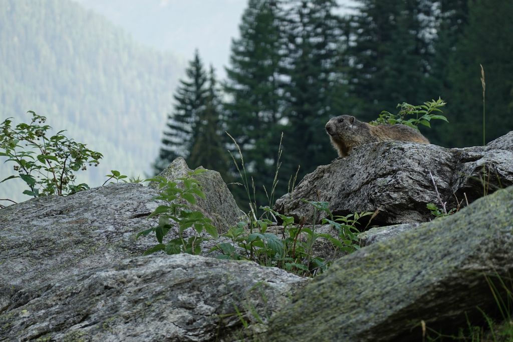 Quelle chance ! Deux animaux emblématiques de la monragne à quelques mètres l'un de l'autre !