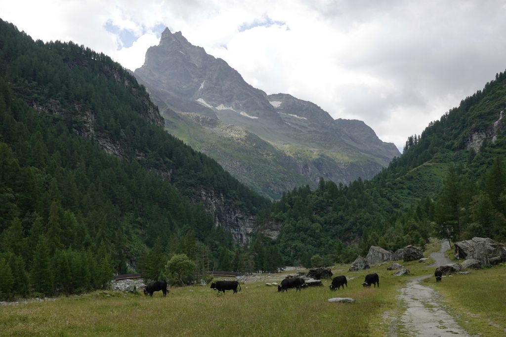 De Zinal à la mine par la vallée de la Navisence. Au fond le Besso