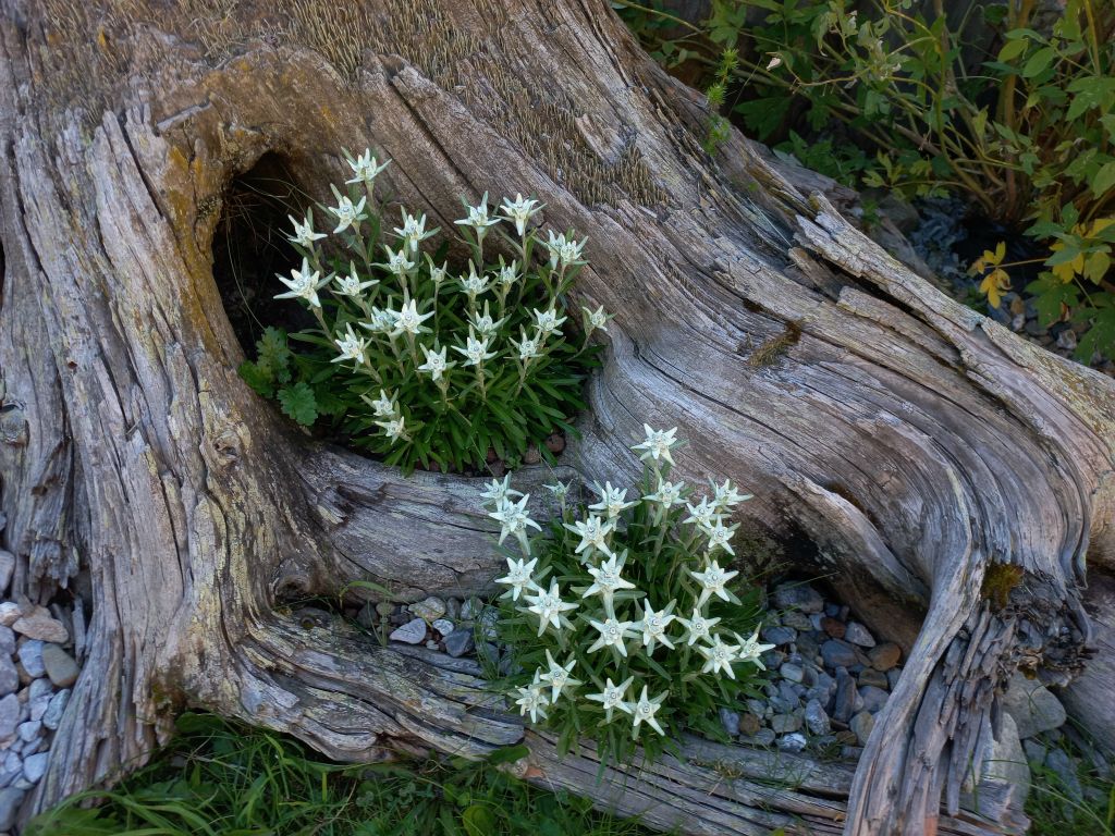 Une autre espèce d'edelweiss