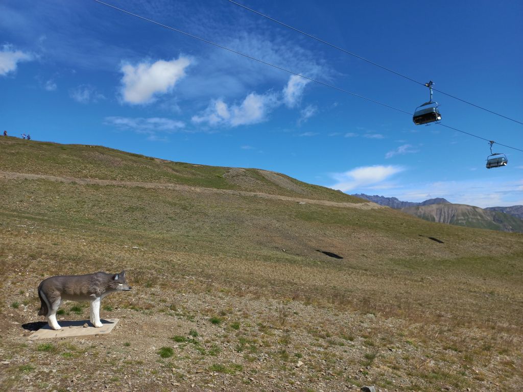 Le seul loup à fréquenter ces lieux ...