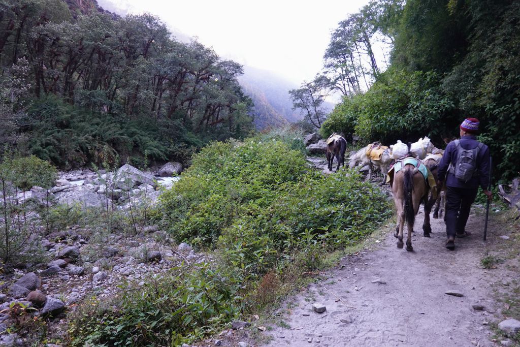 Nous rencontrons de nombreuses mules qui ravitaillent les villages
