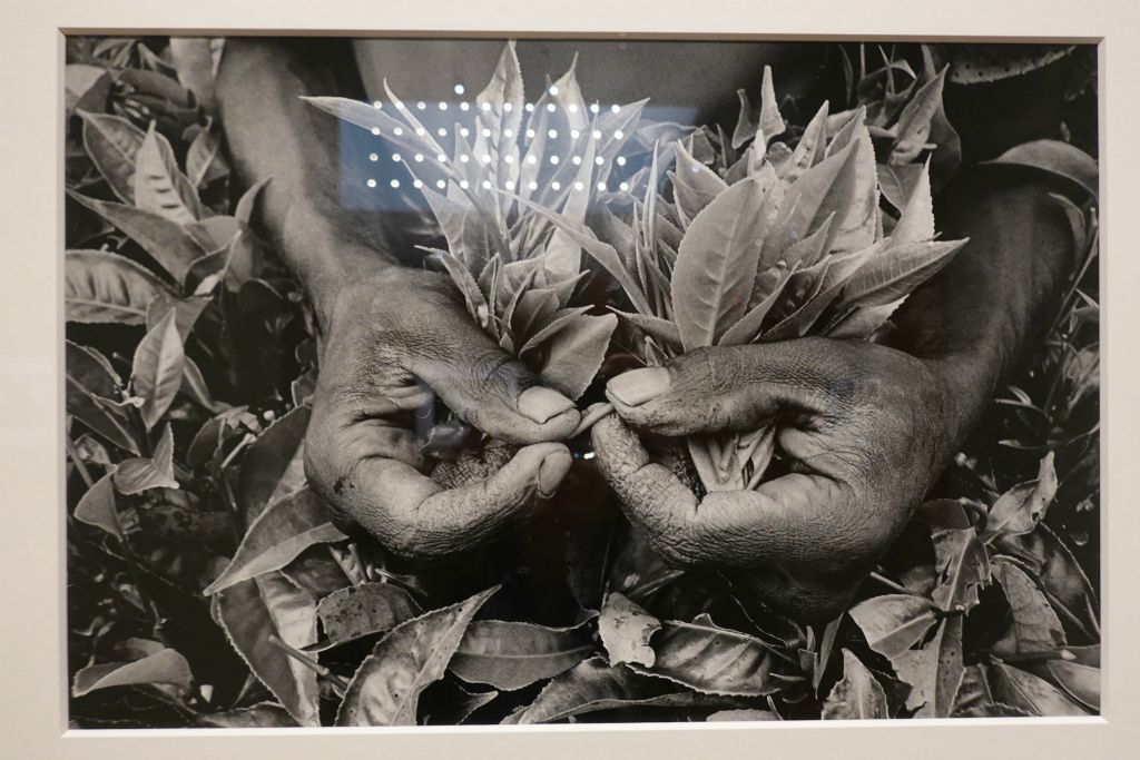 Cueillette du thé au Rwanda, 1991