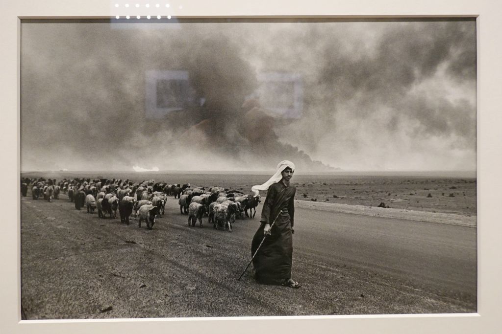 Pasteur et son troupeau, au Koweit, 1991