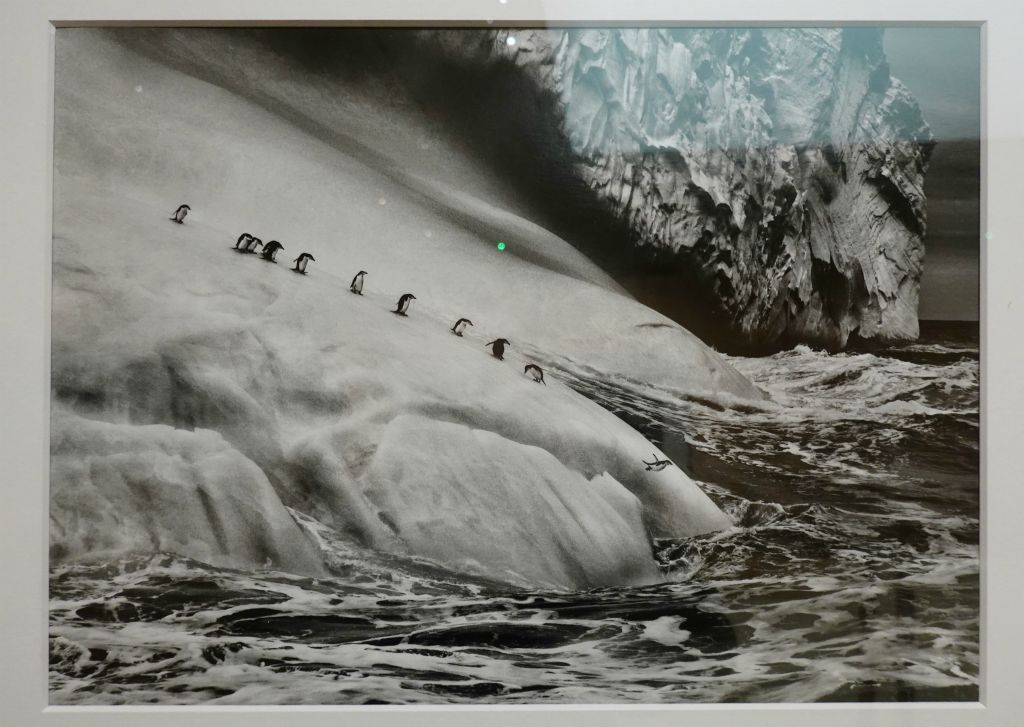 Manchots sur un iceberg des îles Sandwich du Sud, Antarctique 2009