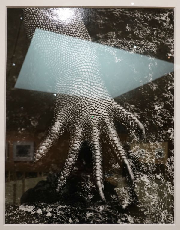 Iguane marin aux Galapagos, Equateur 2004