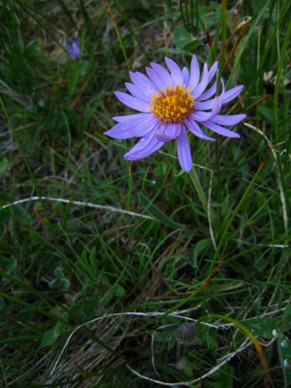 Aster (Mont-Rose) photo Ad