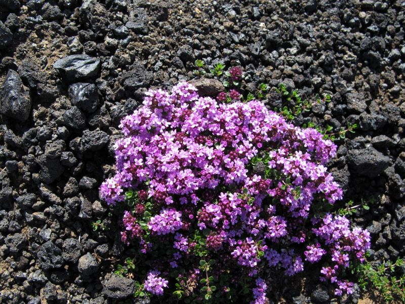 Thymus praecox (Islande)