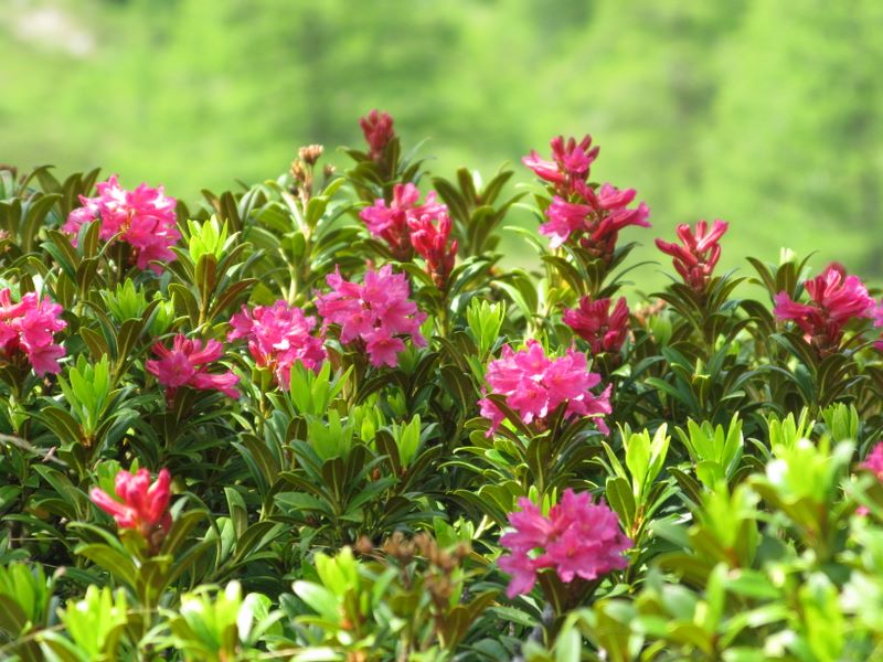 Rhododendron (Gd Paradis)